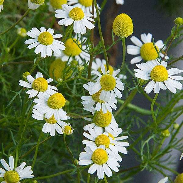 Chamomile Tea: Embrace Serenity and Wellness with Nature’s Soothing Elixi